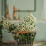 Tło Fotograficzne Estrella