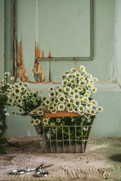 Tło Fotograficzne Estrella