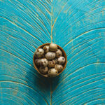 Tło Fotograficzne Verdelia