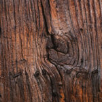 Tło Fotograficzne Magic Tree