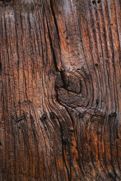 Tło Fotograficzne Magic Tree