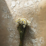 Tło Fotograficzne Toneva