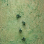 Tło Fotograficzne Green Bloom