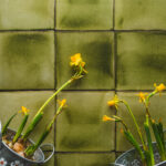 Tło Fotograficzne Herbal Green