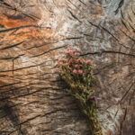 Tło Fotograficzne Earthline