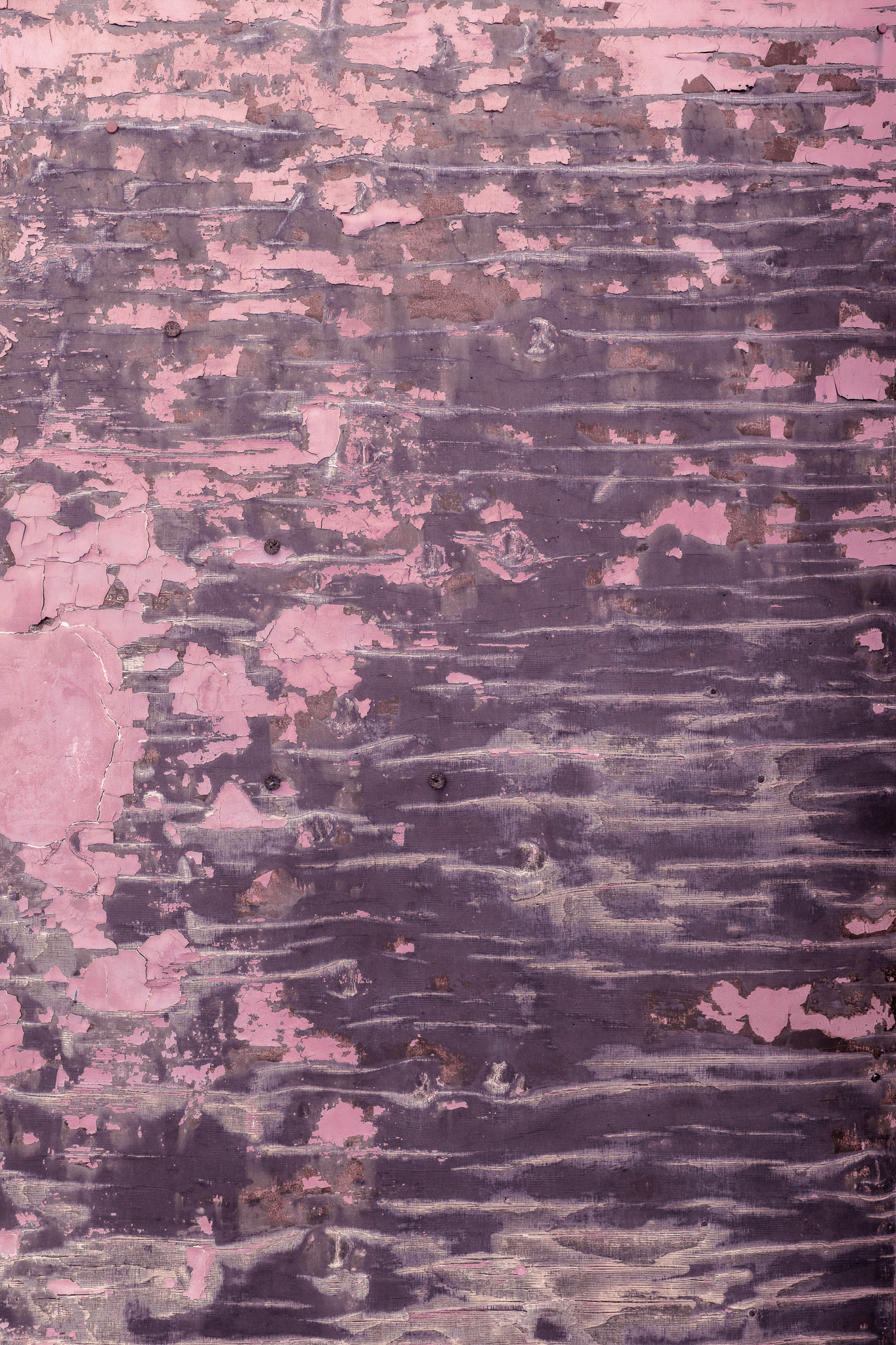 Tło Fotograficzne Rose in Decay